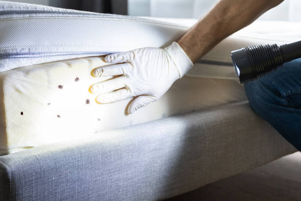 Flea Control Services in Austin, IN