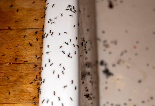 Trusted Austin, IN Pest Control Experts