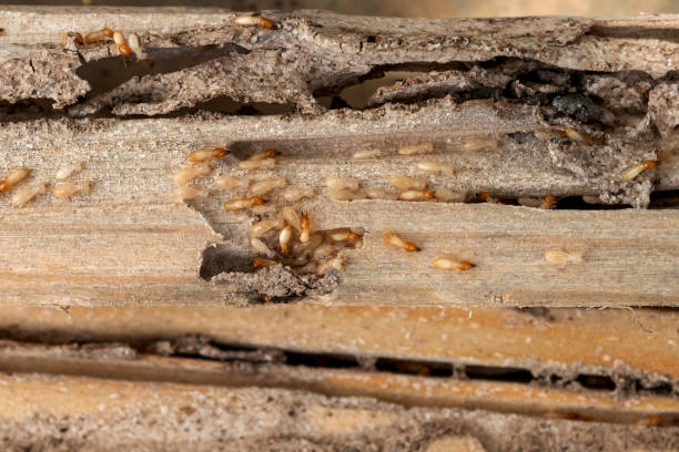 Best Pest Removal Services  in Aust, IN